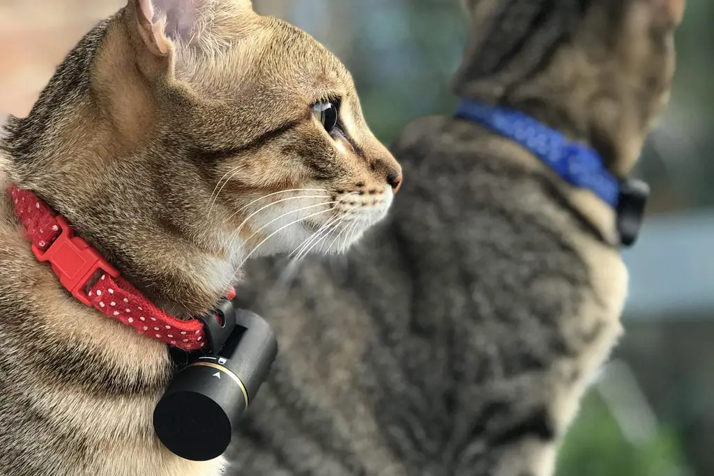 Paws for Thought A guide to the Best Smart Pet Devices